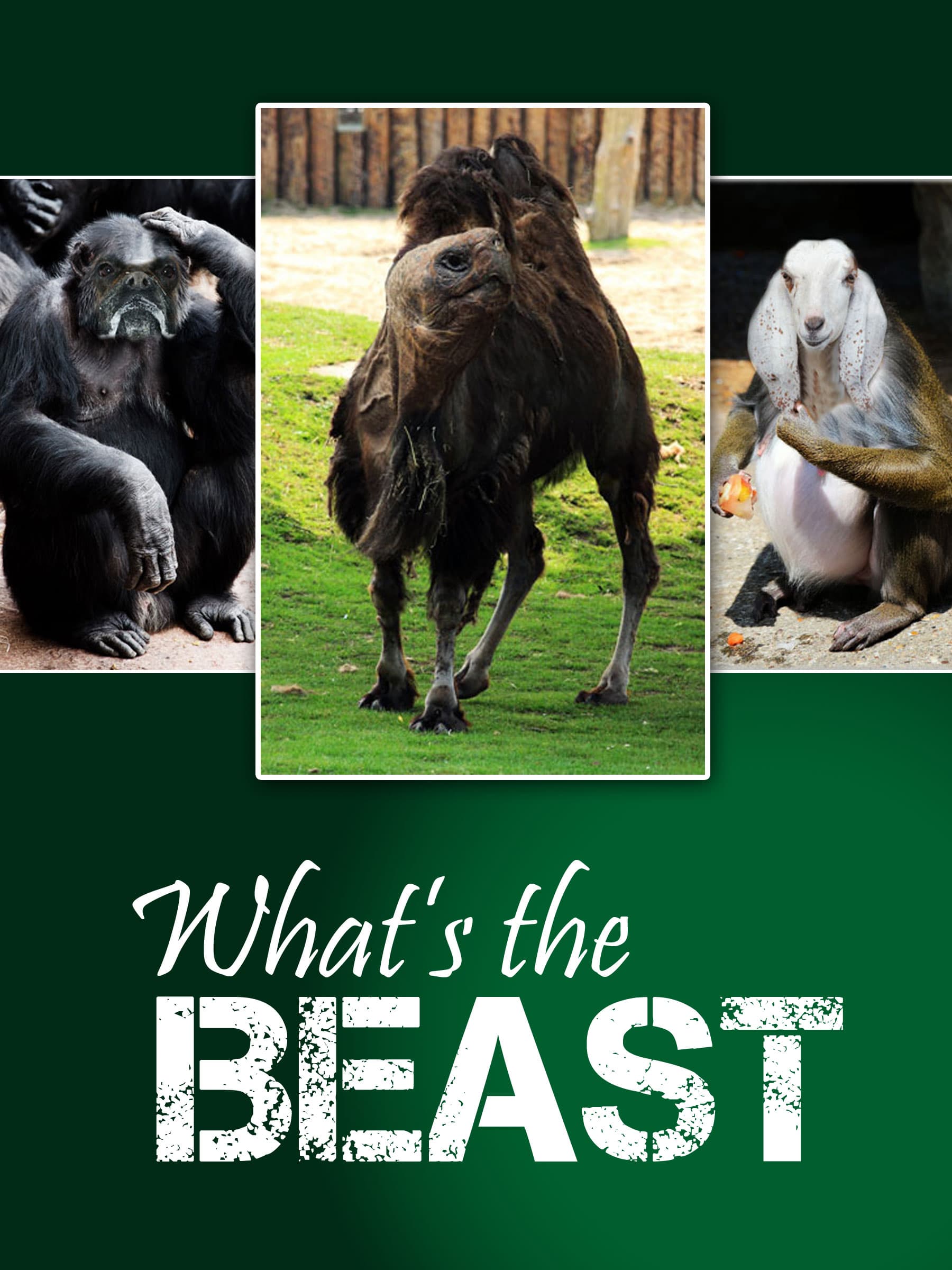 1 Bild: Was ist die Bestie?