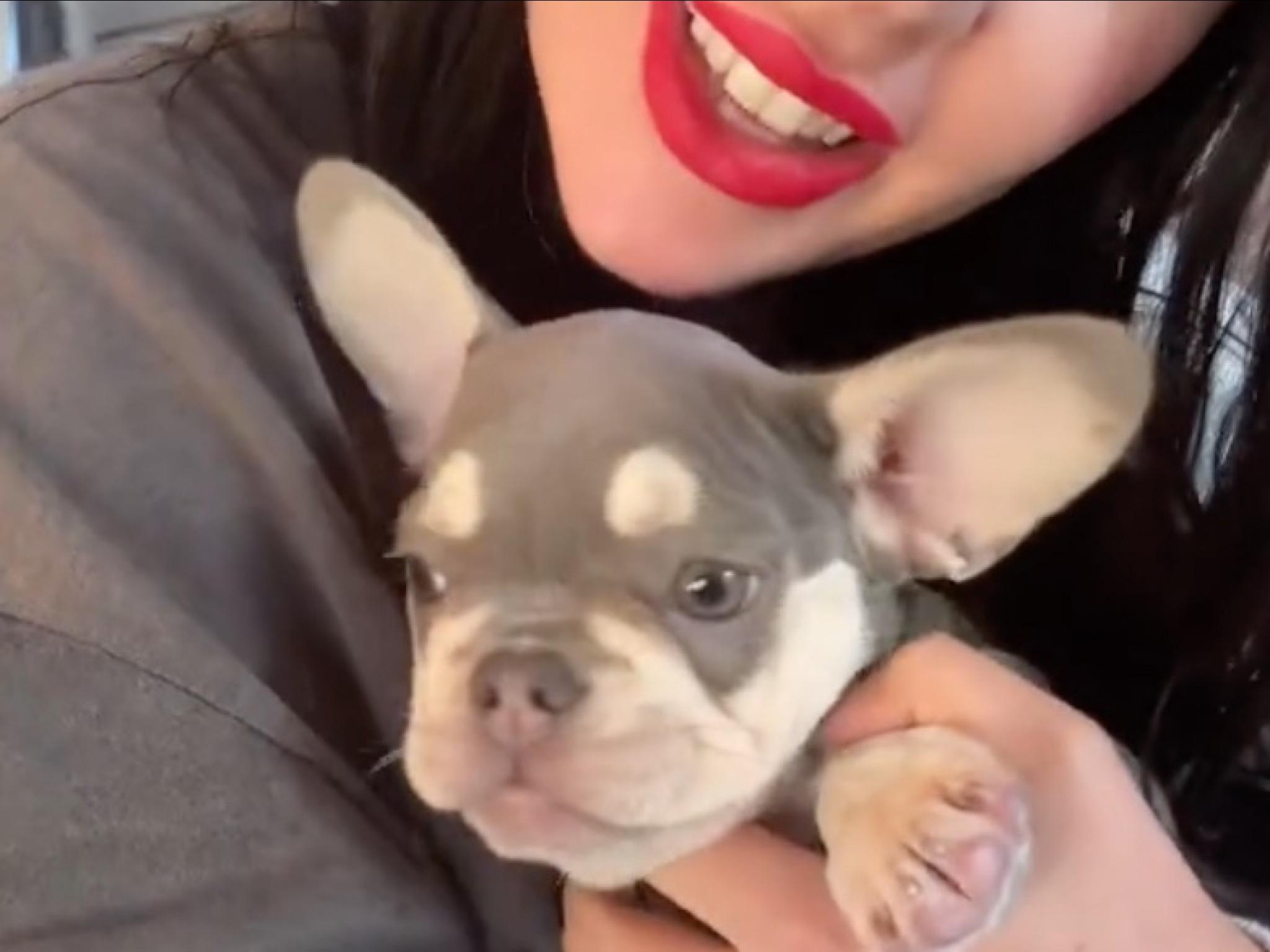 Lady Gaga hat sich drei Jahre nach der Entführung ihrer Hunde einen neuen Welpen gekauft
