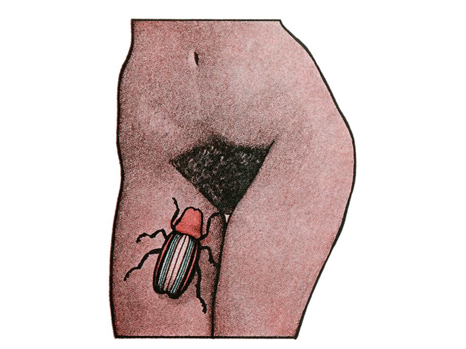 Exotica: Der geschlechtsspezifische Käfer