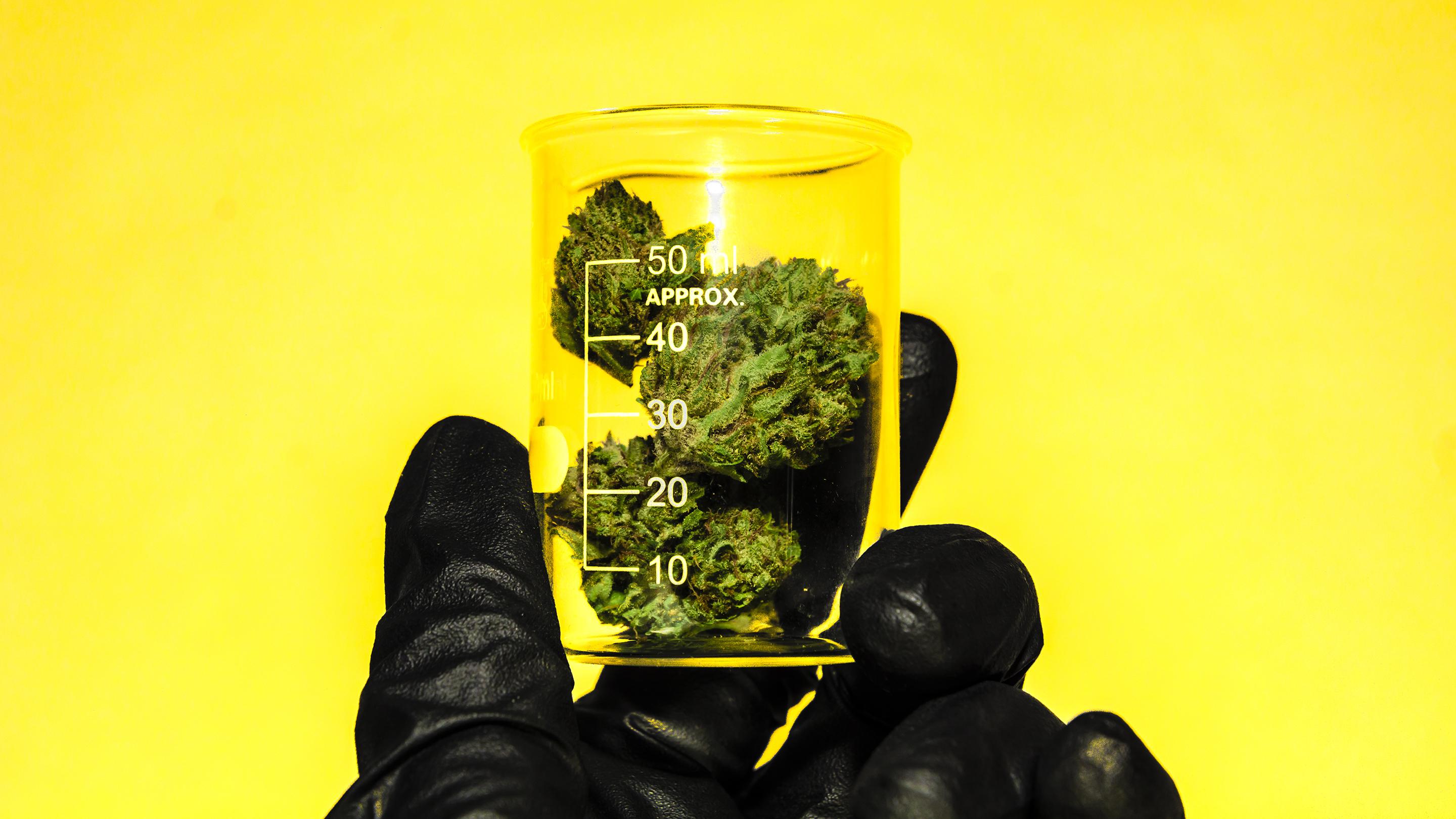 Die Zukunft des völlig legalen Cannabis